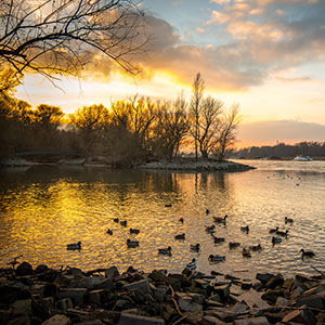 #36 Enten